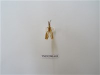 藏品(直蝶燈蛾)的圖片